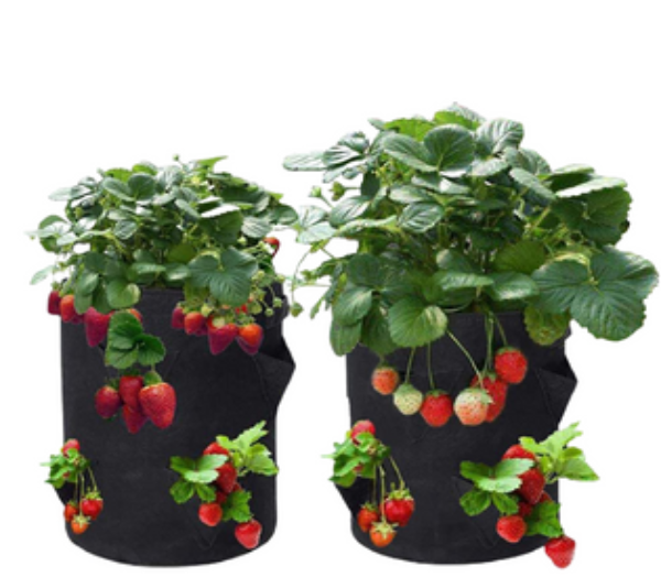 Túi vải không dệt trồng cây (Nonwoven Grow Bag)